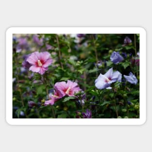 hibiscus flower Sticker